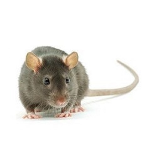 Rats et autres rongeurs dans le poulailler : pourquoi et comment s'en  débarrasser ?